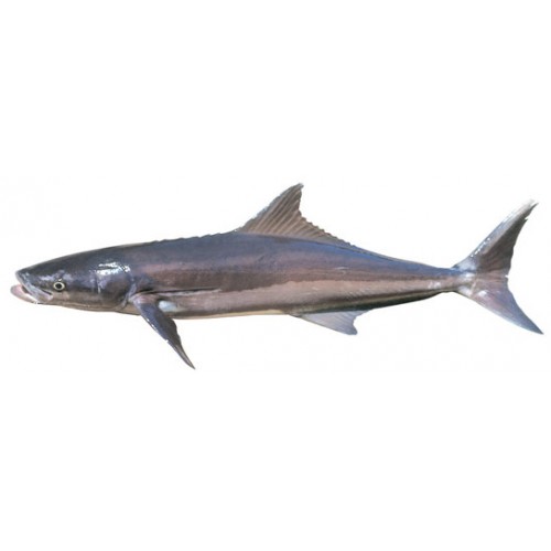 Cobia