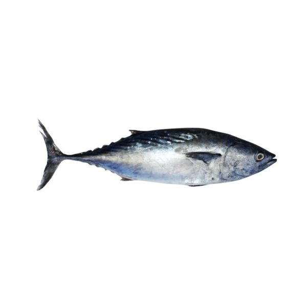 Tuna