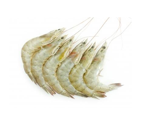 Sea Prawns