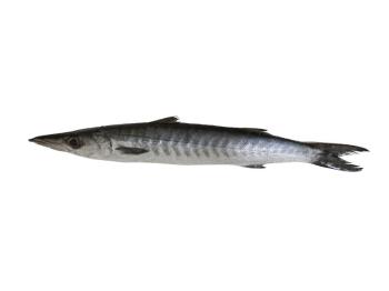 Baracuda