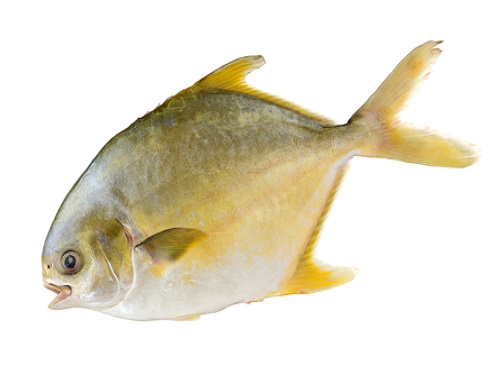 yellow-pomfret